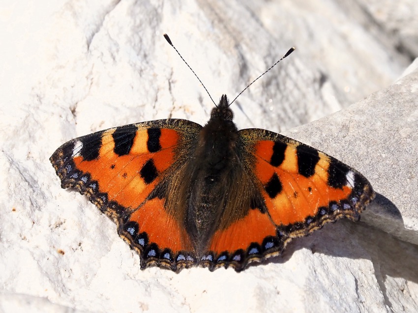 Aglais urticae